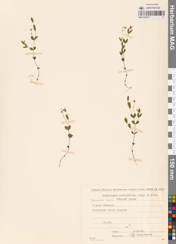 MAG 0023737