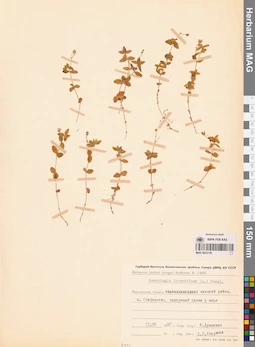 MAG 0023738