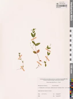 MAG 0023741