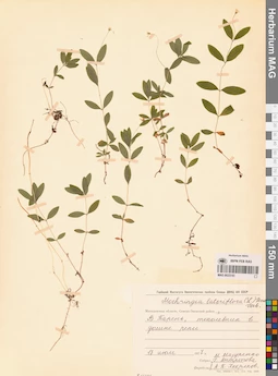 MAG 0023743