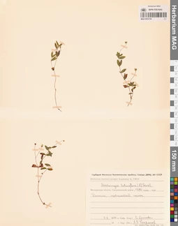 MAG 0023745