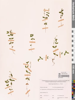 MAG 0023835