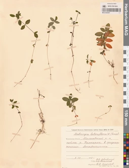 MAG 0023837
