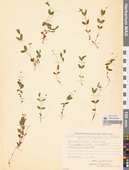 MAG 0023838
