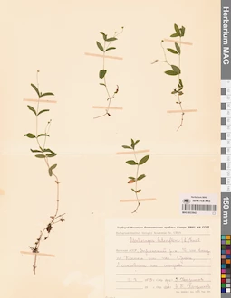 MAG 0023842