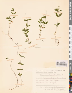 MAG 0023843