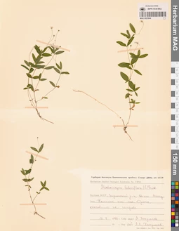 MAG 0023844