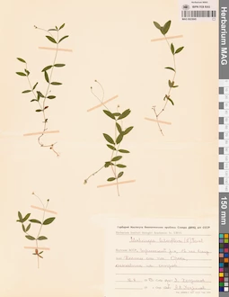 MAG 0023845