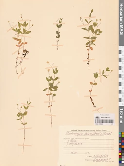 MAG 0023847
