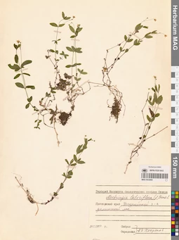 MAG 0023850