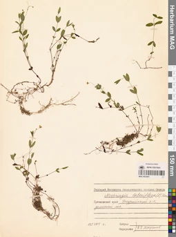 MAG 0023851