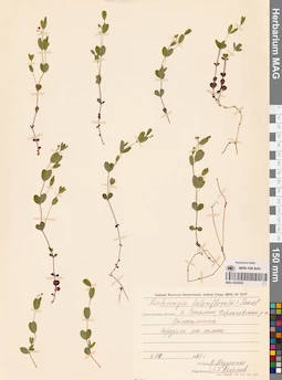 MAG 0023852