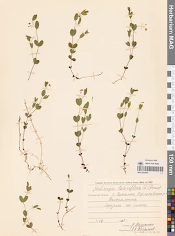 MAG 0023853