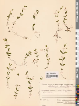 MAG 0023854