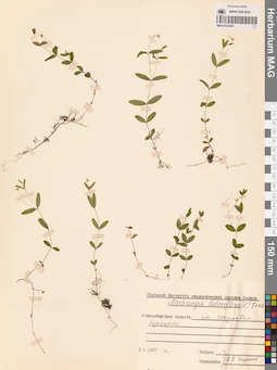 MAG 0023855