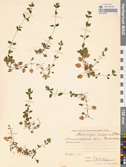 MAG 0023856