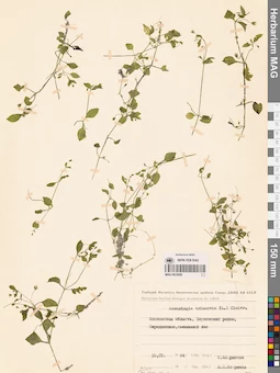 MAG 0023858