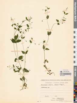 MAG 0023859