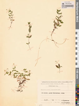 MAG 0023860