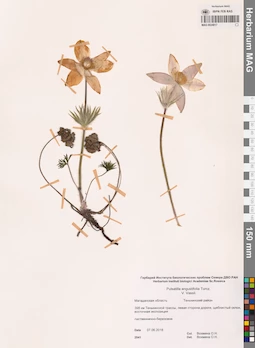 MAG 0024017