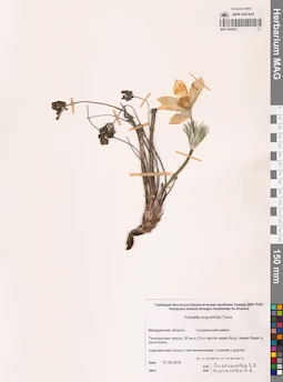 MAG 0024021
