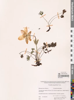 MAG 0024022