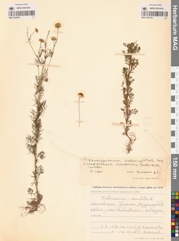 MAG 0007225