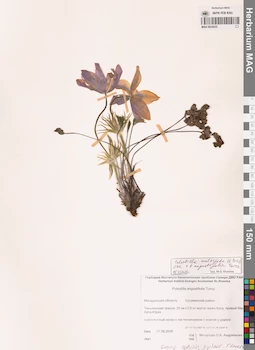 MAG 0024025