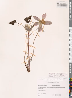 MAG 0024026