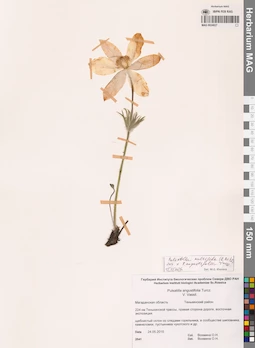 MAG 0024027