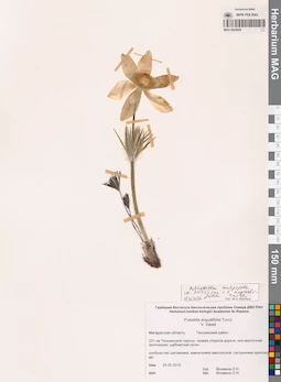 MAG 0024029