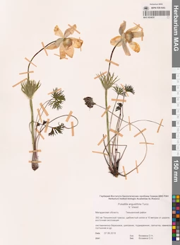 MAG 0024035