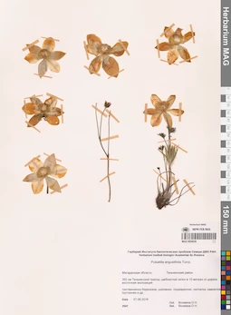 MAG 0024036