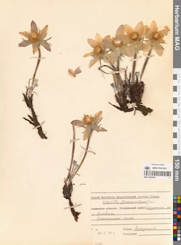 MAG 0024038