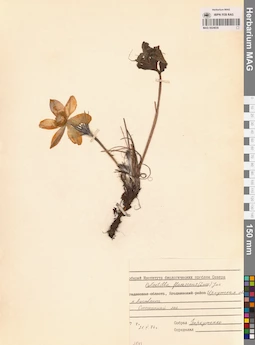 MAG 0024039