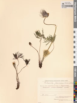 MAG 0024042