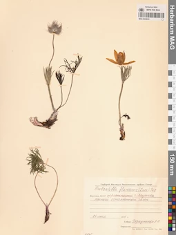 MAG 0024043