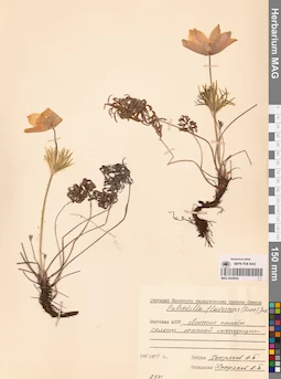 MAG 0024044