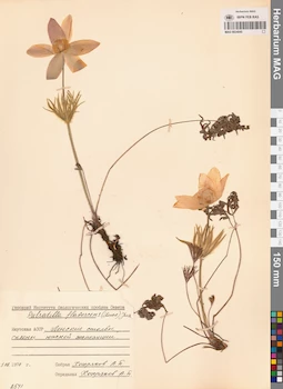 MAG 0024045