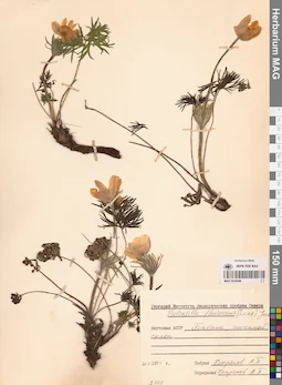 MAG 0024046