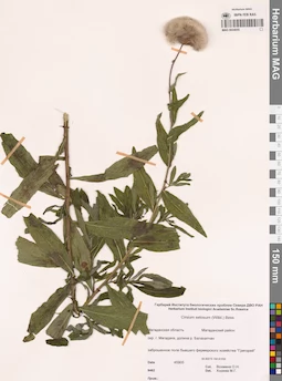 MAG 0024055