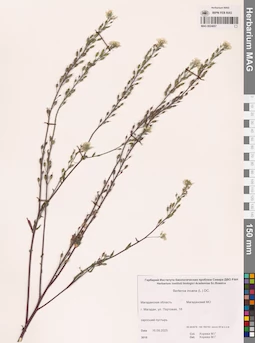 MAG 0024057