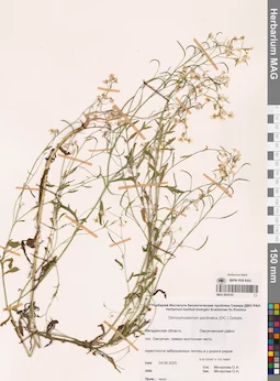 MAG 0024107