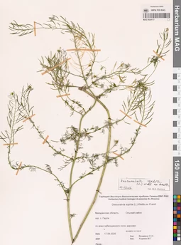 MAG 0024117