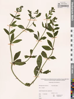 MAG 0024120