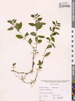 MAG 0024122