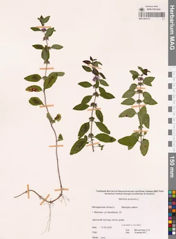 MAG 0024123