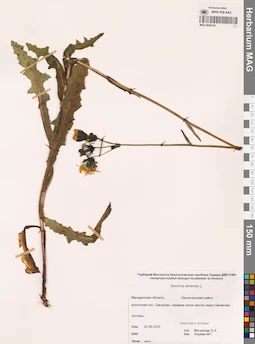 MAG 0024124