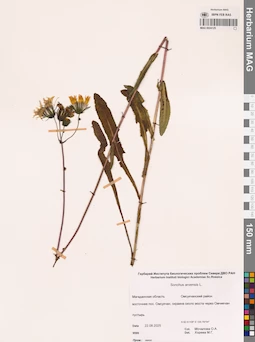 MAG 0024125