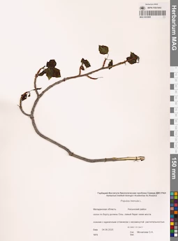 MAG 0023868